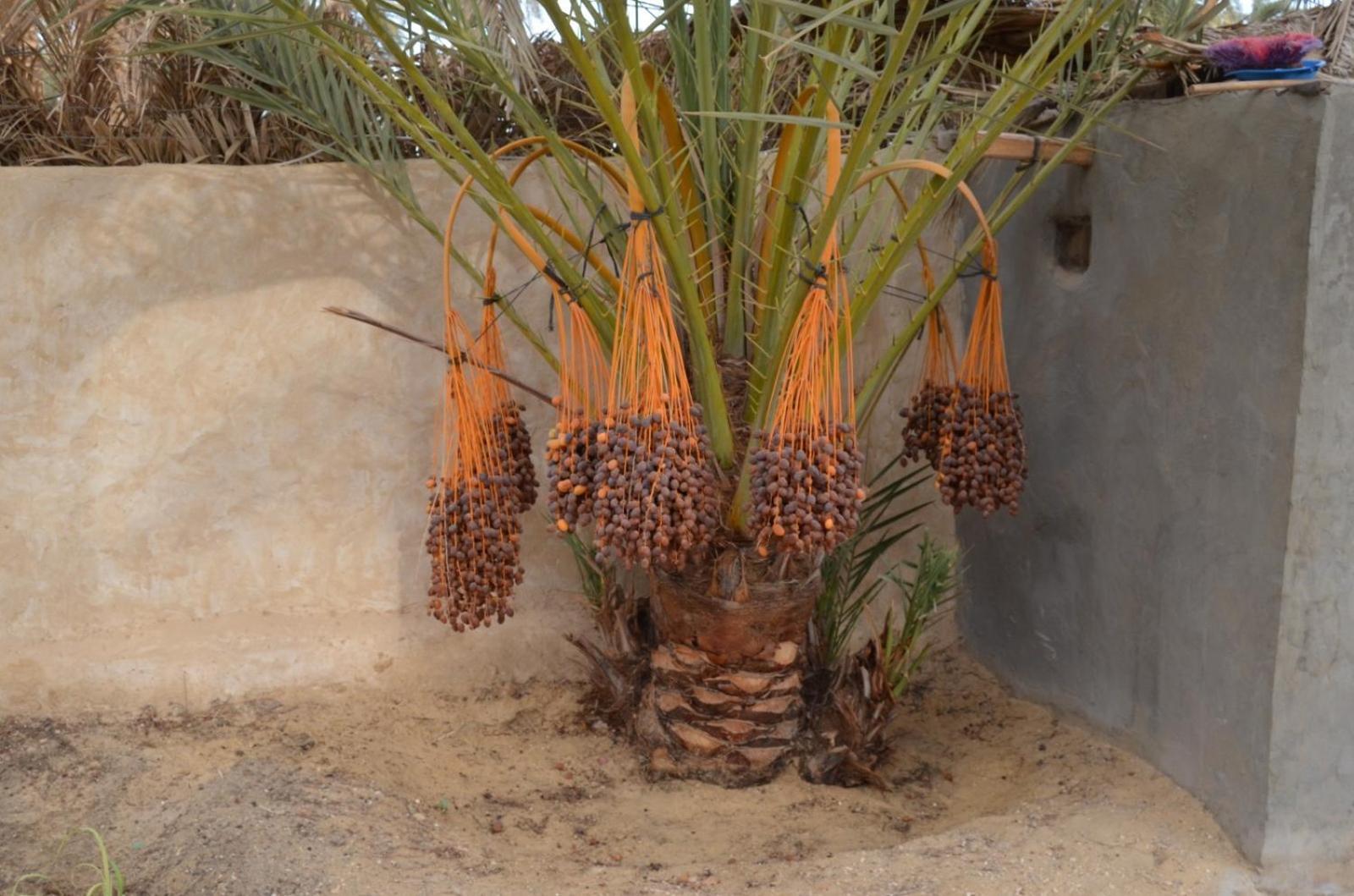 Siwa Spot Apartment Siwa Oasis Exterior foto